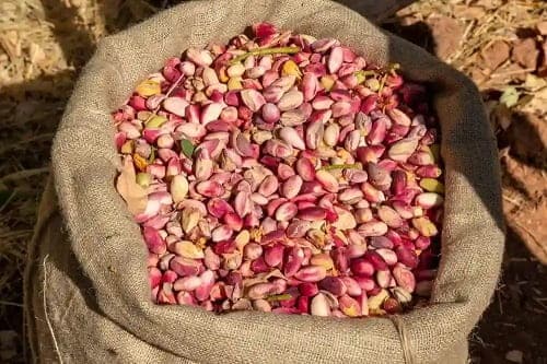 تصویر 4 از قیمت خرید پسته عمده رفسنجان با فروش عمده
